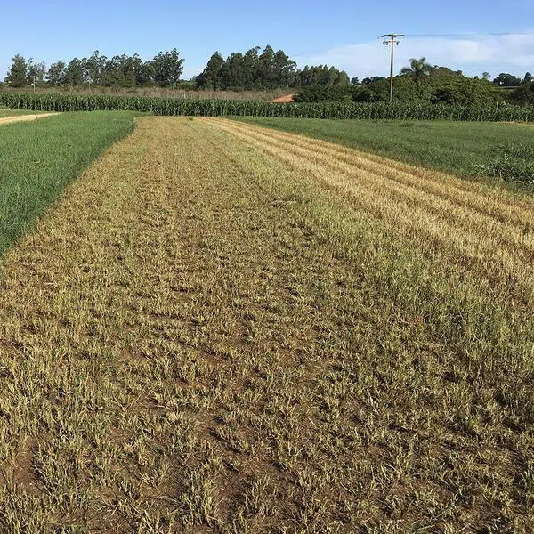 Cata Capim SCHEMAQ SMA 120 Hidráulica Simples: Eficiência e Facilidade na Colheita